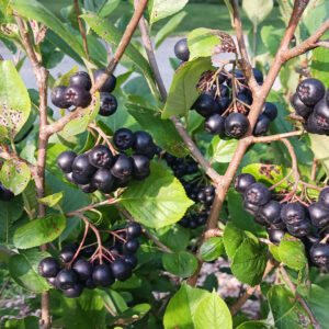Viking Aronia (Black Chokeberry)